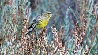 Serinus serinus European Serin [upl. by Belle401]