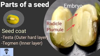 Parts of a seed 7th Std [upl. by Hgielime]