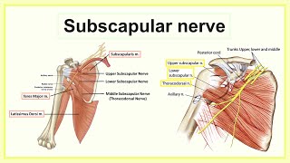 subscapular nerve [upl. by Meehahs]