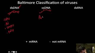 Viruses Baltimore classification [upl. by Brower]