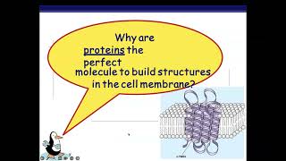 Plasma Membrane Structure and Function [upl. by Adnauqaj]