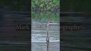 Snakebird anhinga throws fish into the air and swallows it whole bird wildlife [upl. by Neelcaj]