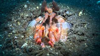 The amazing Spearing mantis shrimp [upl. by Bolten322]