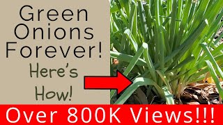 Keep green onions multiplying and youll never have to buy green onions again [upl. by Rhianon699]