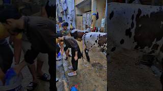 Cow 🐄 saj gai mandi lag gai mashallah subscribe [upl. by Armanda]