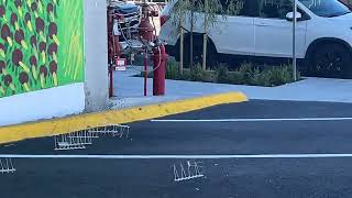 These crows removing bird spikes in North Park San Diego [upl. by Tratner]