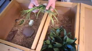 How To Setup A Tortoise Habitat  Marginated Tortoise Hatchling [upl. by Wind778]