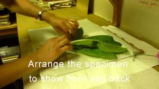 RBGE Herbarium Basic Plant Collecting and Pressing [upl. by Adnawat]