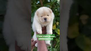 Chow Chow puppies show quality selling in dogokennel bollywood hindisong chowchow adorabledog [upl. by Egap]