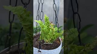 Golden Fern Repotting🌿 youtubeshorts repotting gardening ferns garden plants shorts yt [upl. by Suhpoelc58]