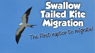 Swallow Tailed Kite MigrationNesting breeding Feeding and behavior earliest migrating raptor [upl. by Molini]