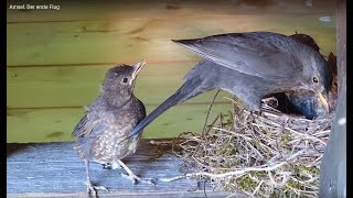 Amsel Der erste Flug [upl. by Kristofer]