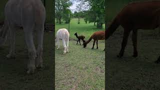 2 day alpaca cria running [upl. by Grose852]