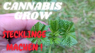 Cannabis Stecklinge machenklonen Gewächshaus Outdoor Grow 2024 [upl. by Arodnahs]