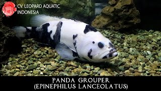 Epinephilus Lanceolatus the CHARMING Panda Grouper [upl. by Iridis]