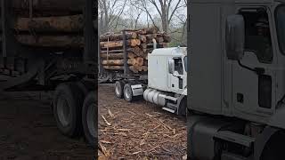 Nice Load Of Pulpwood logger construction logginglife trucker loggerlife trending tree [upl. by Lienad766]