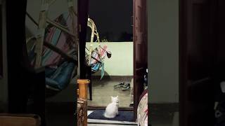 Zoonie  monsoon  weather translationquranandislam motivational cat persiancat [upl. by Haisa811]