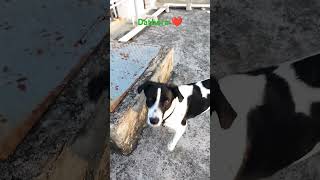 Dathora ❤️ doglover petlover labradorlover cute haryanvimusic song training love trending [upl. by Xuaegram]