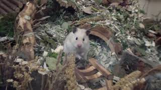 Germaninspired naturalistic hamster cage setup [upl. by Idell]