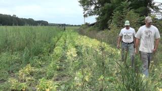 Organic Weed Puller Demonstrations 2010 [upl. by Morton]