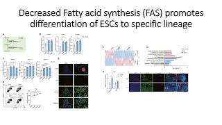 Decreased Fatty acid synthesis FAS enhances Embryonic Stem Cells ESCs differentiation Code 607 [upl. by Henrique583]