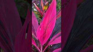 Tropical Plants Getting Ready to Bloom 🌸 gardening flowers cordyline youtubeshorts [upl. by Nayar250]