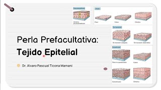 Perla Prefacultativa 17  Clasificacion de los Epitelios HISTOLOGIA Tema 6 [upl. by Nylinnej]