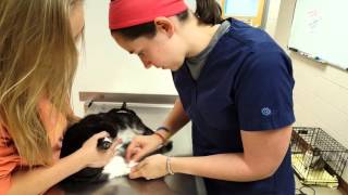 Medial saphenous venipuncture feline [upl. by Akino]