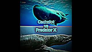 Sperm whale vs Pliosaurus funkei [upl. by Marline]