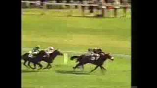 1981 St Leger Stakes [upl. by Etnohc576]