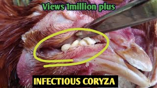 Coryza treatment in chickens  coryza  Eyes swelling in chickens coryza birds [upl. by Maggs]