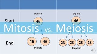 Mitosis vs Meiosis updated [upl. by Peursem]