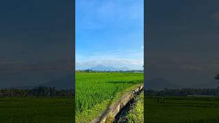 Sunday morning ❤️‍🔥 ricefield mountains [upl. by Welker]