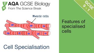 Cell Specialisation For AQA 91 GCSE Biology [upl. by Martina122]