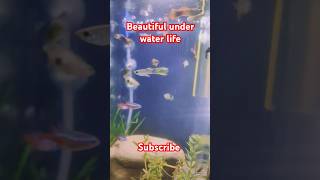 Planted tank setup guppy neontetras zebrafish fish aquarium goldfish betta pets music [upl. by Azne]