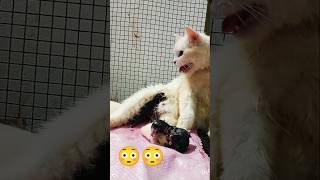 Persian cat delivery Malayalam 😳shortspetlover [upl. by Jecho]