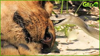 30 Scary Moment Venomous Snake Defeats Lion With Horrible Bites  Animal Fight [upl. by Bechler7]