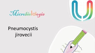 Urgences  MicrobioLOLogie  Pneumocystis jirovecii 🦠🧫 [upl. by Esinyl121]