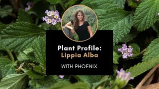 Plant Profile Lippia Alba with Phoenix [upl. by Strade39]