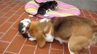 Mamma beagle gioca con i cuccioli [upl. by Viridis]