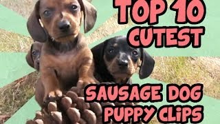 TOP 10 DACHSHUND PUPPY VIDEOS OF ALL TIME [upl. by Azile]