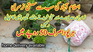 winter plants shoppingsub Sy sasti nursery reasonable plant nursery in Islamabadسردیوں کے پھول [upl. by Ethe702]