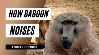 The Animal Sounds How Baboon Sounds  Sound Effect Animation [upl. by Valleau54]