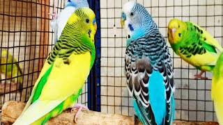 12 hours of budgie sounds to encourage your parrot to eat and sing Budgies Singing [upl. by Bergess]