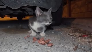 Hungry stray cat gets delicious wet cat food [upl. by Nnail]