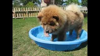 Chow Chows first adventure with Water 080412 [upl. by Thema]