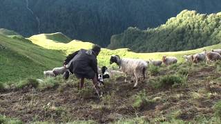 shepherd failed to milk a sheep  sheep farm [upl. by Nahij]