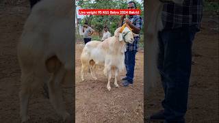 2024 Bakrid special Nellore Judipi Sheep 95 KGS live weight [upl. by Donahoe]