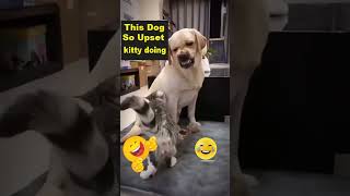 DOG SO UPSET WHAT CAT DOING [upl. by Affer]