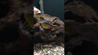 Cichlid tank cichlid cichlidtank cichildfish aquariumfish fish [upl. by Shana]